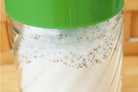 Dùng chiếc thìa inox đuổi sạch kiến trong lọ đường, đơn giản mà vô cùng hiệu quả