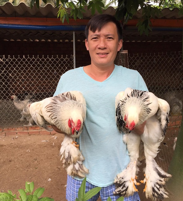 Bất ngờ loại gà siêu to khổng lồ” được nuôi để làm cảnh, giá hàng chục triệu đồng/con-2