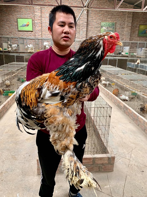 Bất ngờ loại gà siêu to khổng lồ” được nuôi để làm cảnh, giá hàng chục triệu đồng/con-3