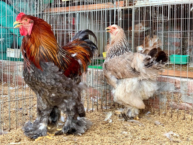Bất ngờ loại gà siêu to khổng lồ” được nuôi để làm cảnh, giá hàng chục triệu đồng/con-4