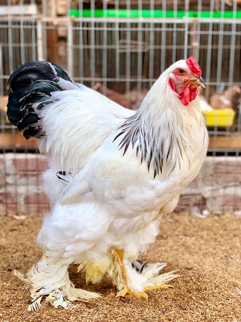 Bất ngờ loại gà siêu to khổng lồ” được nuôi để làm cảnh, giá hàng chục triệu đồng/con-5