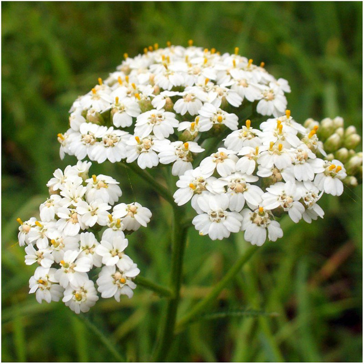 Để giảm stress và thêm yêu đời thì đừng bỏ qua việc trồng 4 loài hoa này trong nhà-1