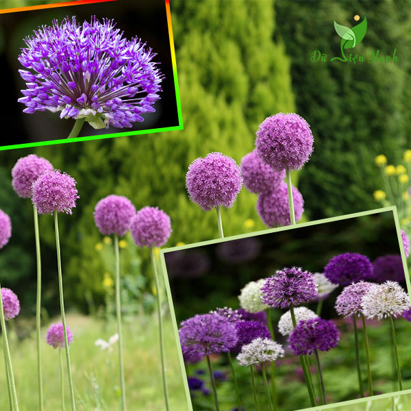 Để giảm stress và thêm yêu đời thì đừng bỏ qua việc trồng 4 loài hoa này trong nhà-2