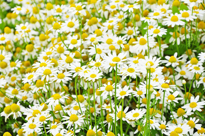 Để giảm stress và thêm yêu đời thì đừng bỏ qua việc trồng 4 loài hoa này trong nhà-4