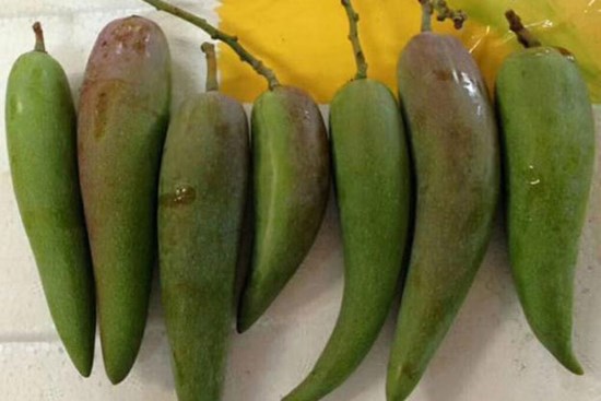 Nhìn xa cứ tưởng ớt xanh, nếm thử mới thấy 