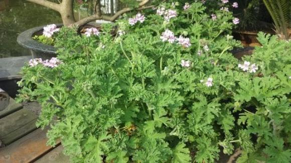 4 loại hoa đẹp đuổi muỗi kỳ cựu, trồng một chậu ngoài ban công, muỗi không dám bén mảng-1