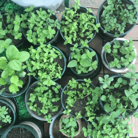 4 loại hoa đẹp đuổi muỗi kỳ cựu, trồng một chậu ngoài ban công, muỗi không dám bén mảng-2