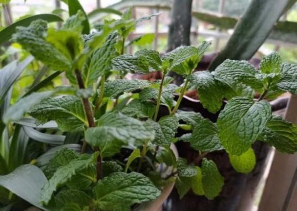 4 loại hoa đẹp đuổi muỗi kỳ cựu, trồng một chậu ngoài ban công, muỗi không dám bén mảng-3