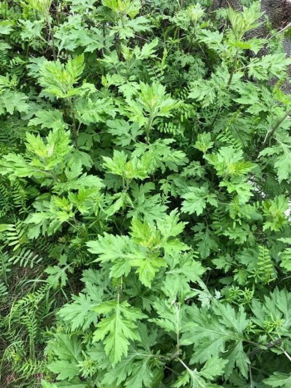 4 loại hoa đẹp đuổi muỗi kỳ cựu, trồng một chậu ngoài ban công, muỗi không dám bén mảng-5