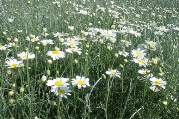 Những lưu ý thiết kế sân thượng đẹp, tuân theo quy tắc này, ngôi nhà có ngay không gian cực mê mẩn-11