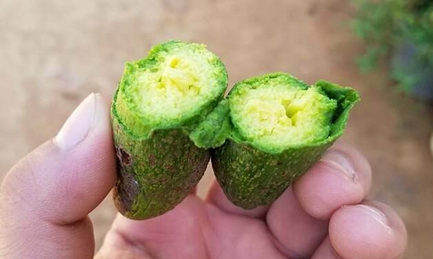 Bơ đực ăn đến nghiện, chị em săn lùng bằng được dù khó đặt hàng-3