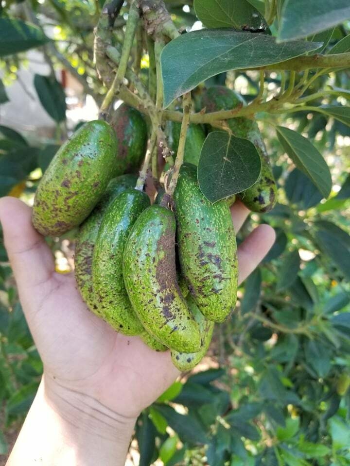 Bơ đực ăn đến nghiện, chị em săn lùng bằng được dù khó đặt hàng-4