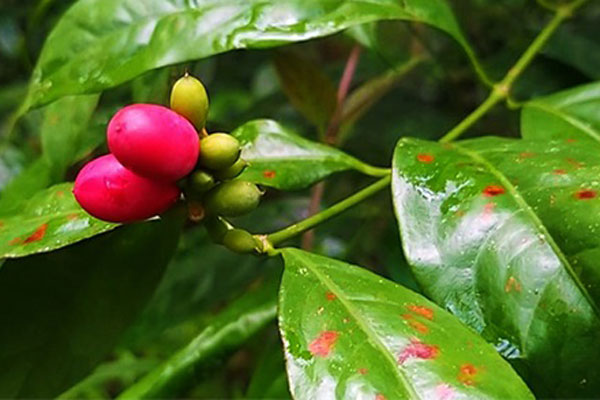 Loại quả mọc dại ở Việt Nam, xưa không ai ngó ngàng, nay 350.000 đồng/kg kiếm tiền ngon ơ-13