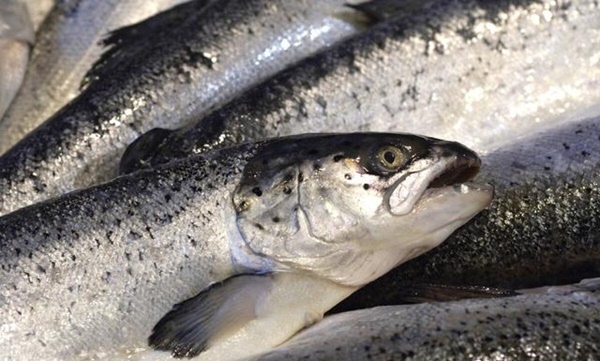 5 loại cá này chính là ổ chứa formaldehyde và kim loại nặng, dù giá rẻ bạn cũng không nên mua về ăn-1