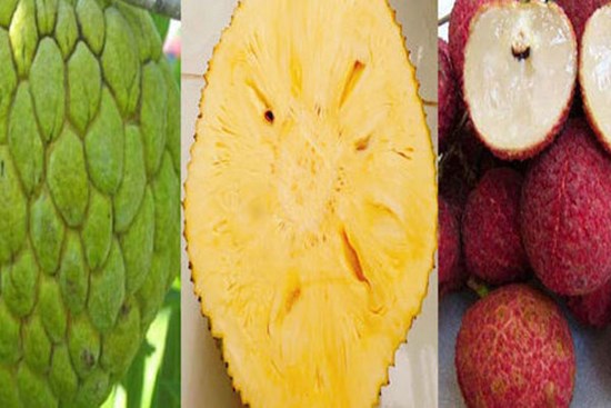 Năm loại trái cây không hạt 'làm mưa làm gió' trên thị trường