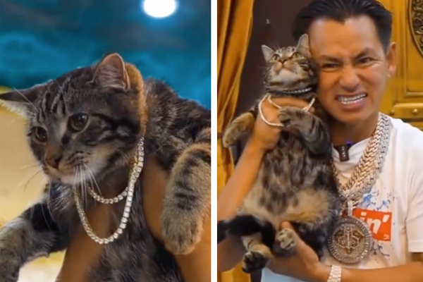 Đẳng cấp mèo nhà triệu phú Johnny Đặng: Cổ đeo sương sương vài chục viên kim cương nặng trĩu!-2