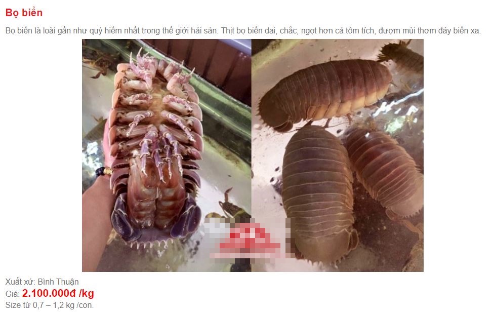 Việt Nam có loại hải sản mệnh danh xe tăng lội nước, giá bán 1,5 triệu/kg, có tiền chưa chắc đã mua được-4