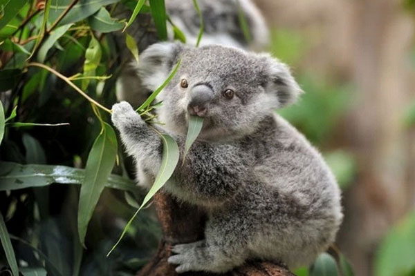 Câu hỏi Olympia bằng Tiếng Anh gây khó cho cả 4 thí sinh, khi dịch ra Tiếng Việt khiến khán giả… hết hồn-1