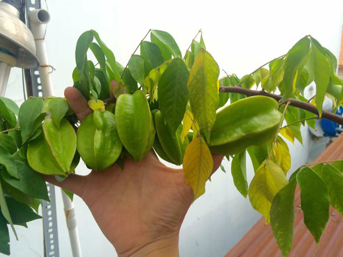 Trầm trồ khu vườn trên sân thượng, trĩu trịt cây trái của cặp vợ chồng Sài Gòn-8