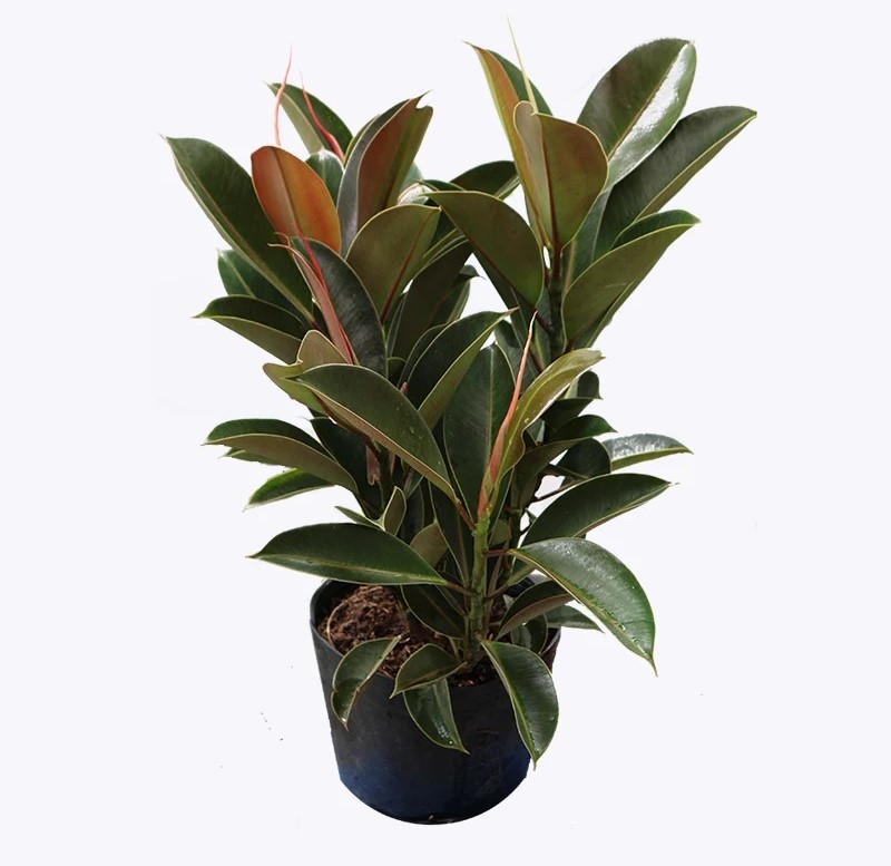 Cây cảnh trong nhà dành cho người bận rộn: Dù ít thời gian chăm sóc, bạn vẫn có những không gian xanh tuyệt vời-6