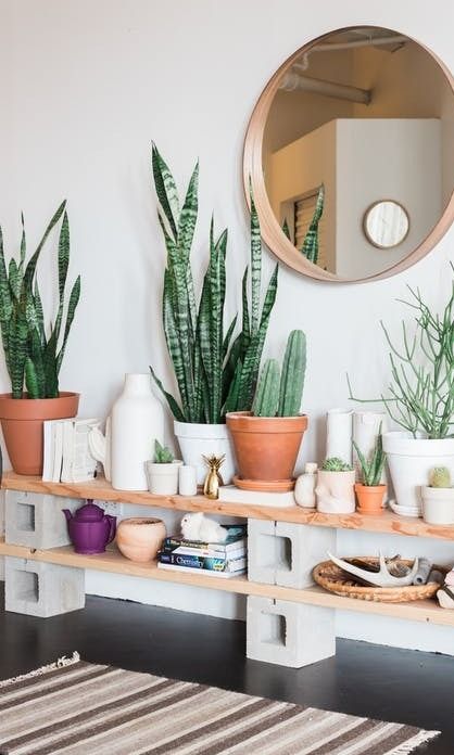 Cây cảnh trong nhà dành cho người bận rộn: Dù ít thời gian chăm sóc, bạn vẫn có những không gian xanh tuyệt vời-8