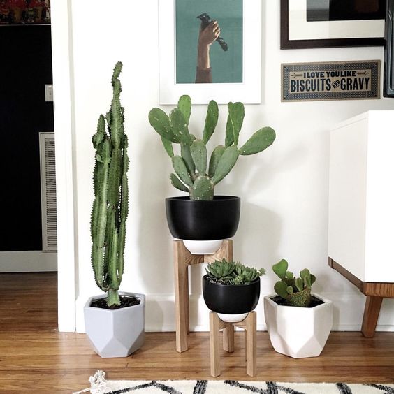 Cây cảnh trong nhà dành cho người bận rộn: Dù ít thời gian chăm sóc, bạn vẫn có những không gian xanh tuyệt vời-17