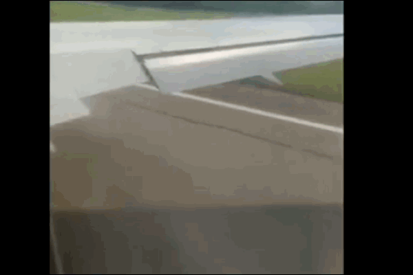 Tưởng bé gái là con mồi, đại bàng lao xuống tấn công dữ dội-1