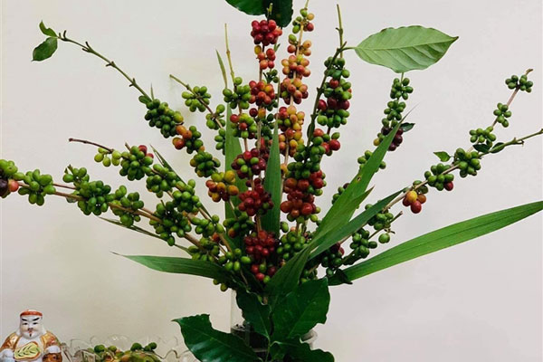 Loại hoa độc, lạ khiến chị em Sài thành mê mẩn, lùng mua cắm-9