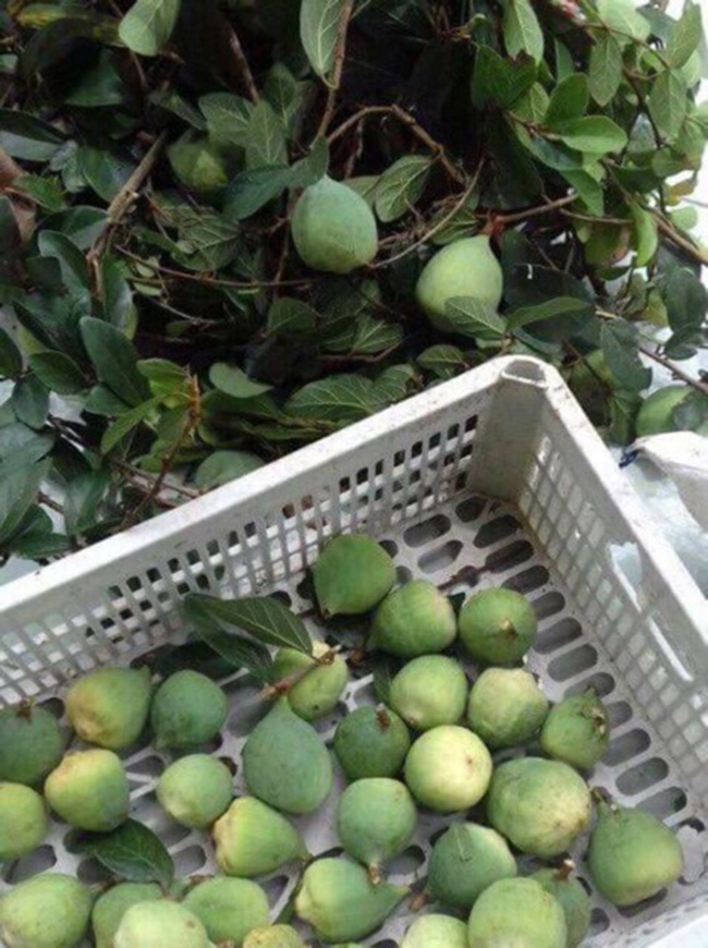 Loại quả mọc dại ở Việt Nam, xưa không ai ngó ngàng, nay 350.000 đồng/kg kiếm tiền ngon ơ-4