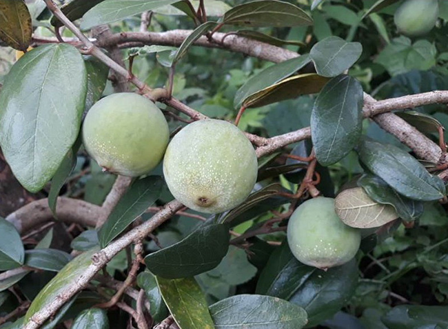 Loại quả mọc dại ở Việt Nam, xưa không ai ngó ngàng, nay 350.000 đồng/kg kiếm tiền ngon ơ-5