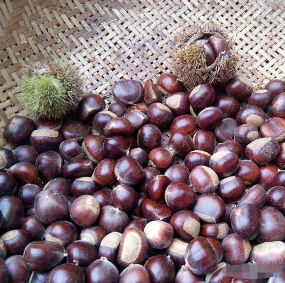 Khi mua hạt dẻ nên chọn hạt tròn hay dẹt? Mách bạn cách bảo quản hạt dẻ, để cả năm vẫn tươi và không bị hôi-5