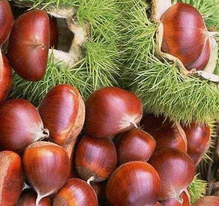 Khi mua hạt dẻ nên chọn hạt tròn hay dẹt? Mách bạn cách bảo quản hạt dẻ, để cả năm vẫn tươi và không bị hôi-8