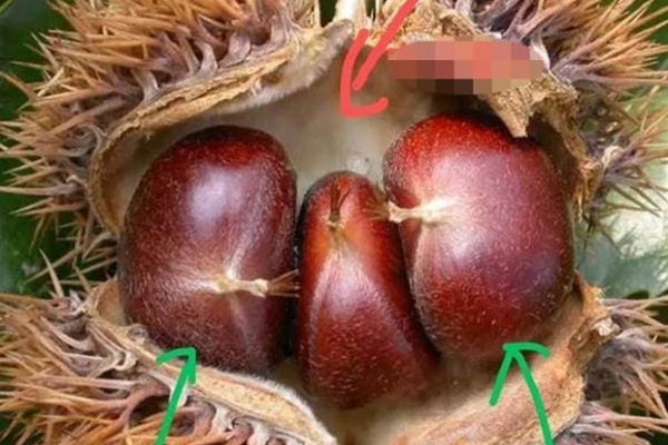 Hạt dẻ là món khoái khẩu mùa đông tuy nhiên ăn không đúng cách có thể gây độc cho cơ thể-5