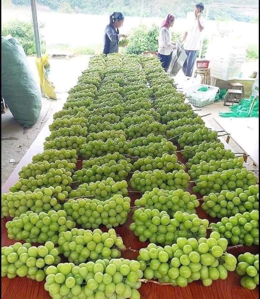 Nho sữa to tròn căng mọng bán trên chợ online tấp nập, giá rẻ hơn nhiều so với năm ngoái chỉ 99 ngàn/kg-1