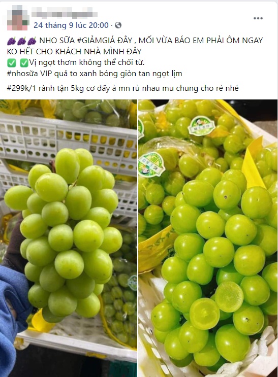 Nho sữa to tròn căng mọng bán trên chợ online tấp nập, giá rẻ hơn nhiều so với năm ngoái chỉ 99 ngàn/kg-3