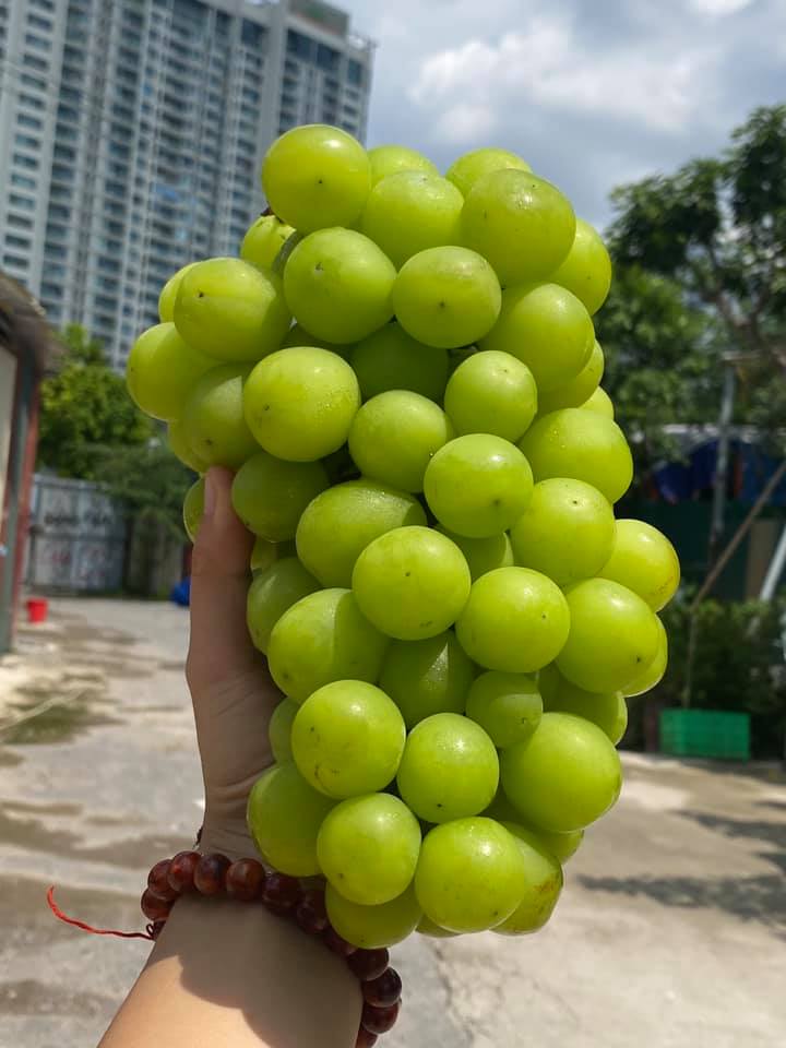 Nho sữa to tròn căng mọng bán trên chợ online tấp nập, giá rẻ hơn nhiều so với năm ngoái chỉ 99 ngàn/kg-7