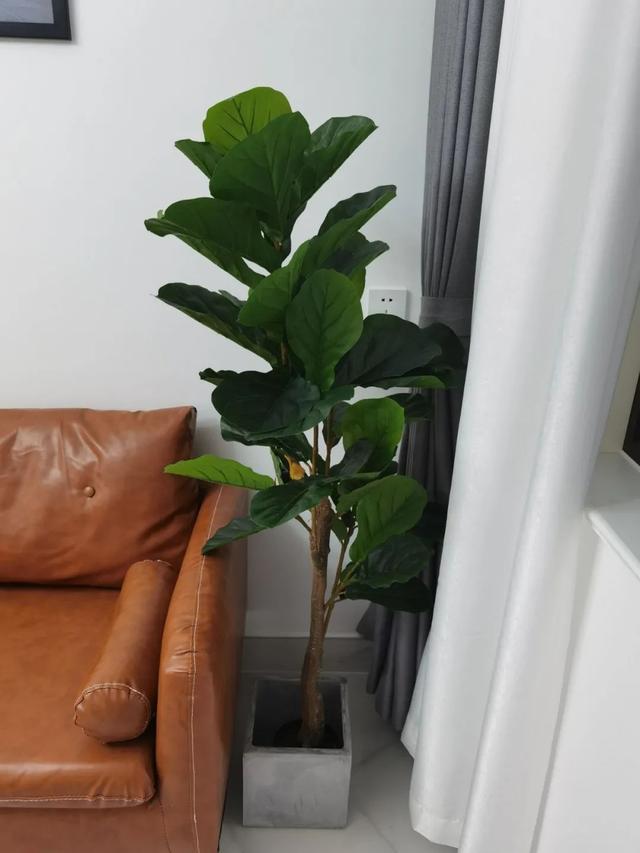 10 cây xanh đặt trong nhà có tác dụng nâng cao kết cấu không gian, không chỉ đẹp mắt mà còn cải thiện đáng kể chất lượng bầu không khí-1