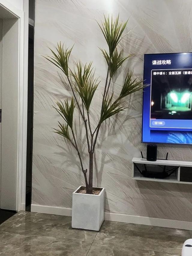 10 cây xanh đặt trong nhà có tác dụng nâng cao kết cấu không gian, không chỉ đẹp mắt mà còn cải thiện đáng kể chất lượng bầu không khí-2