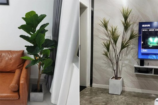 10 cây xanh đặt trong nhà có tác dụng nâng cao kết cấu không gian, không chỉ đẹp mắt mà còn cải thiện đáng kể chất lượng bầu không khí