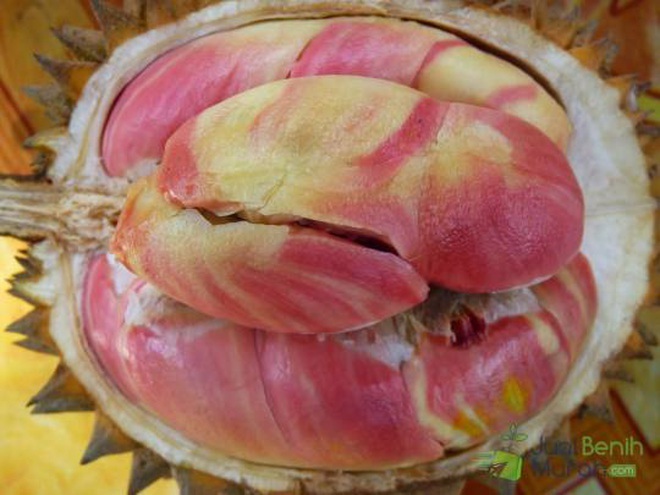 Loại sầu riêng cầu vồng quý hiếm có một không hai-1