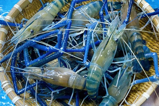 Cuối tuần chị em lên lịch mua ốc hương và tôm càng xanh về đổi gió cho cả nhà, giá đang rẻ bất ngờ