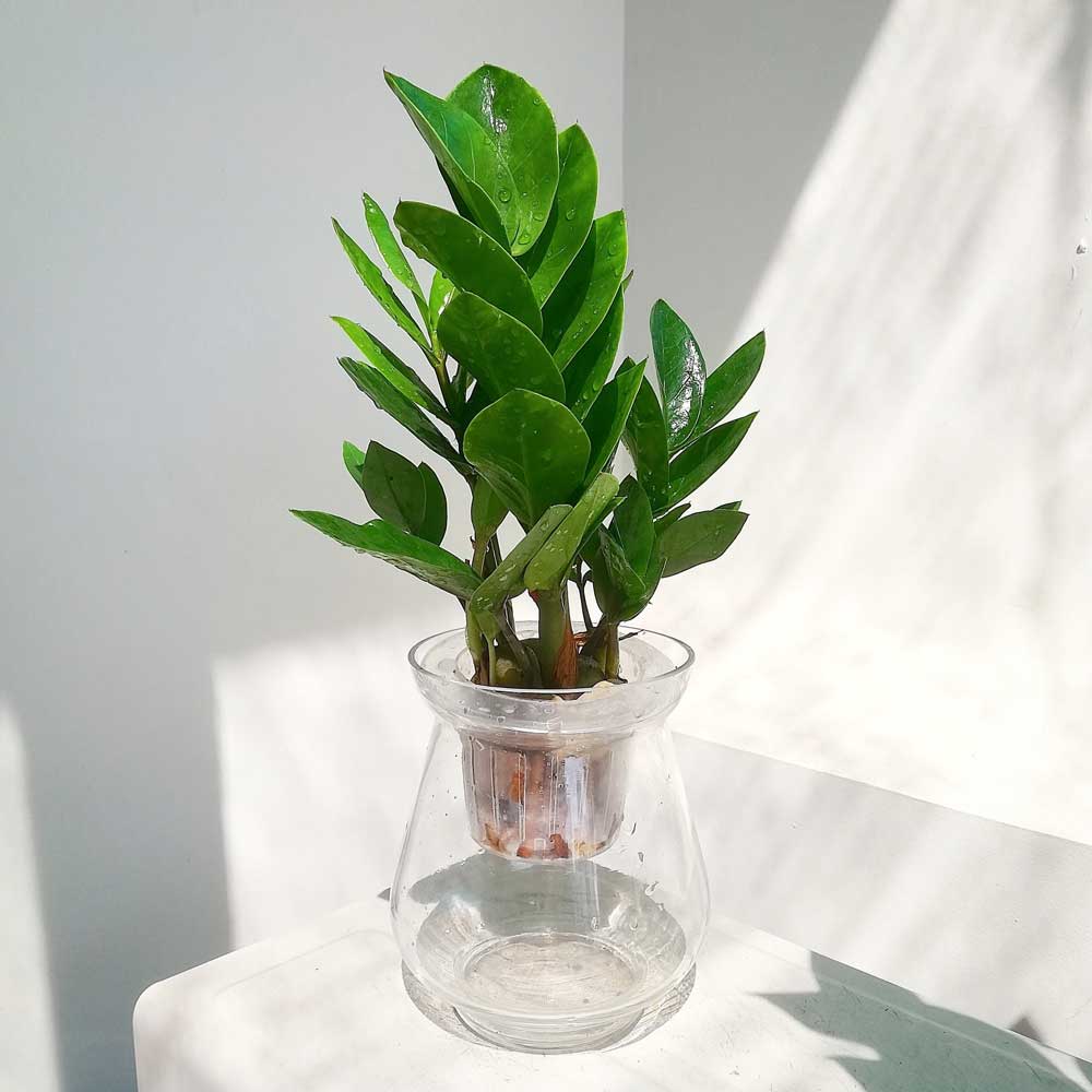6 loại cây cảnh thủy sinh giúp điều hòa không khí, mang lại may mắn, tài lộc-1