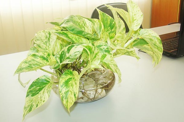 8 cây cảnh xanh mướt, dễ trồng, lọc không khí cực tốt cho gia đình-9