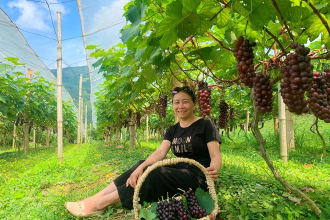 Liều lĩnh ôm nho lên núi trồng, 7X người Tày thắng lớn-1