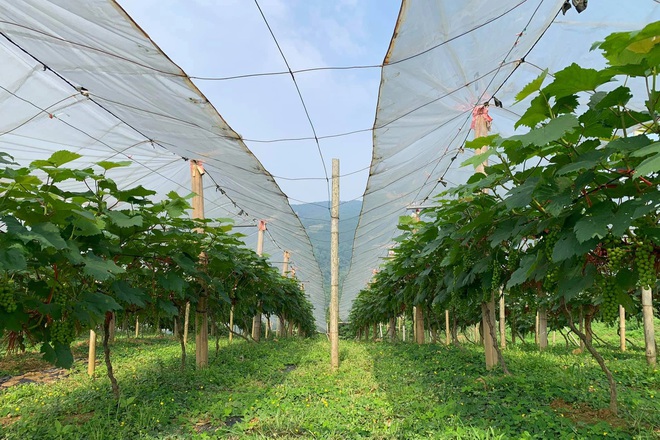 Liều lĩnh ôm nho lên núi trồng, 7X người Tày thắng lớn-2