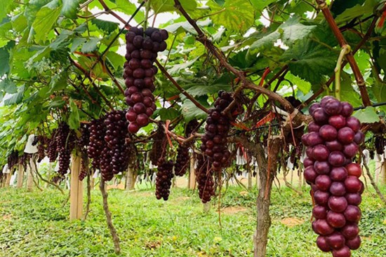 Liều lĩnh ôm nho lên núi trồng, 7X người Tày thắng lớn