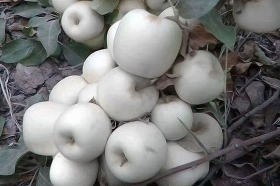 Loại táo 'ma' có vỏ và ruột màu trắng muốt