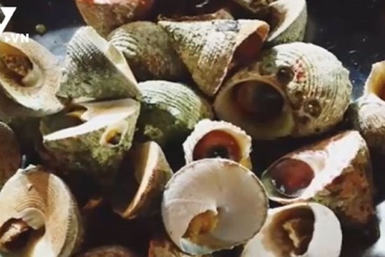 Ốc 'tiến vua' ở Côn Đảo lại có giá bình dân