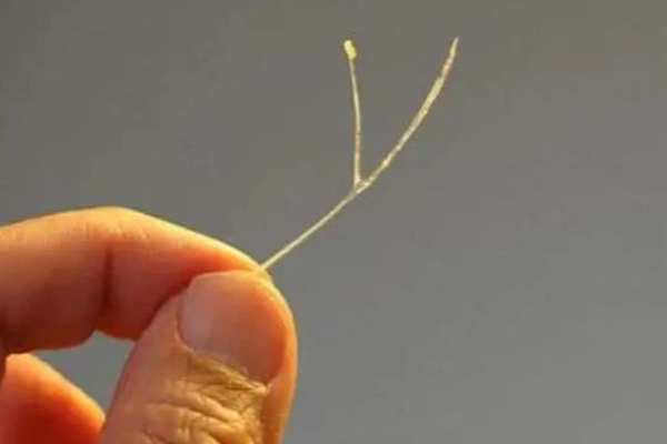 Hai công chúa nhà Lưu Hương Giang - Hồ Hoài Anh&nbsp;khóc nức nở và phản đối&nbsp;khi bố mẹ dự định sinh thêm em bé-7