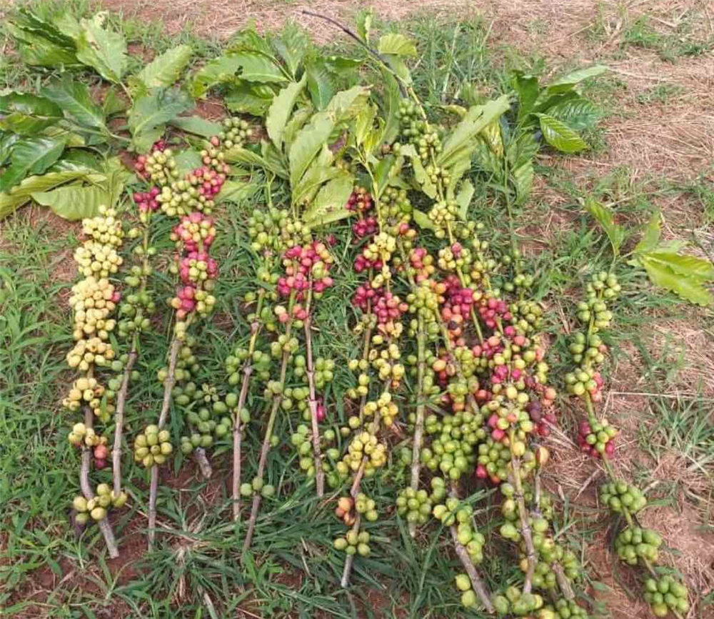 Loại hoa độc, lạ khiến chị em Sài thành mê mẩn, lùng mua cắm-5